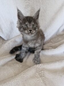 Mâle Maine Coon Robe : Black smoke Polydactile