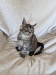 Mâle Maine Coon Robe : Black smoke Polydactile