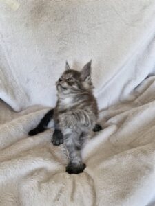 Mâle Maine Coon Robe : Black smoke Polydactile
