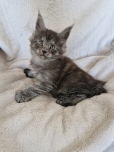 Mâle Maine Coon Robe : Black smoke Polydactile