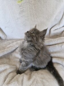 Femelle Maine Coon Robe : Bleue Polydactyle
