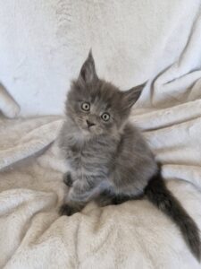 Femelle Maine Coon Robe : Bleue Polydactyle