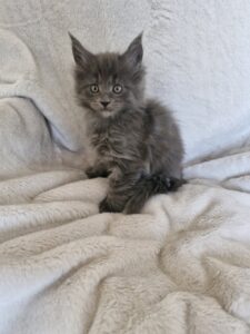 Femelle Maine Coon Robe : Bleue Polydactyle