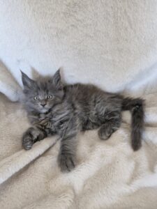 Femelle Maine Coon Robe : Bleue Polydactyle