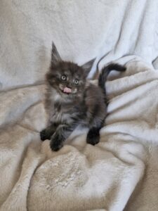Femelle Maine Coon Robe : Black smoke Polydactile