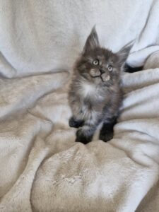 Femelle Maine Coon Robe : Black smoke Polydactile