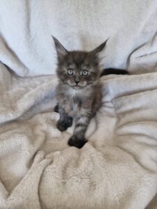 Femelle Maine Coon Robe : Black smoke Polydactile