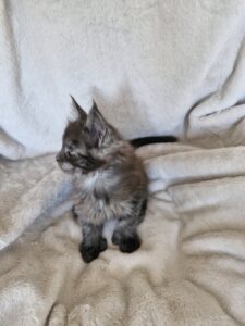 Femelle Maine Coon Robe : Black smoke Polydactile